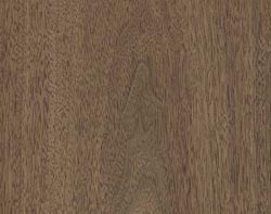 American black walnut